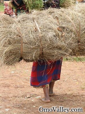 Tribal women carrying hay to Market in Omo Valley to sell